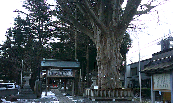 景観重要樹木/樹齢310年のケヤキ
