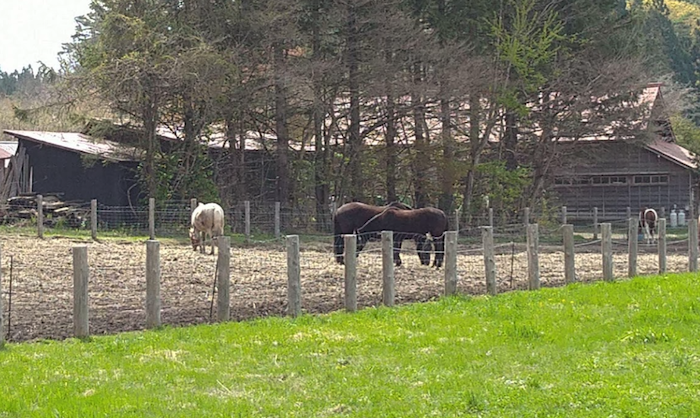 小岩井農場で飼育されている馬たち